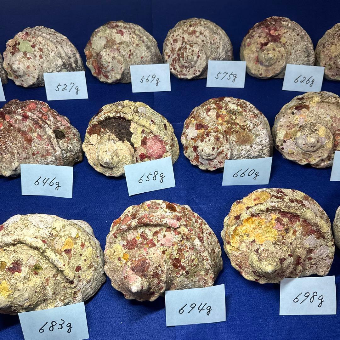 夜光貝　ヤコウ貝　まとめ売り　17個　10、7kg アクセサリー　ルアー