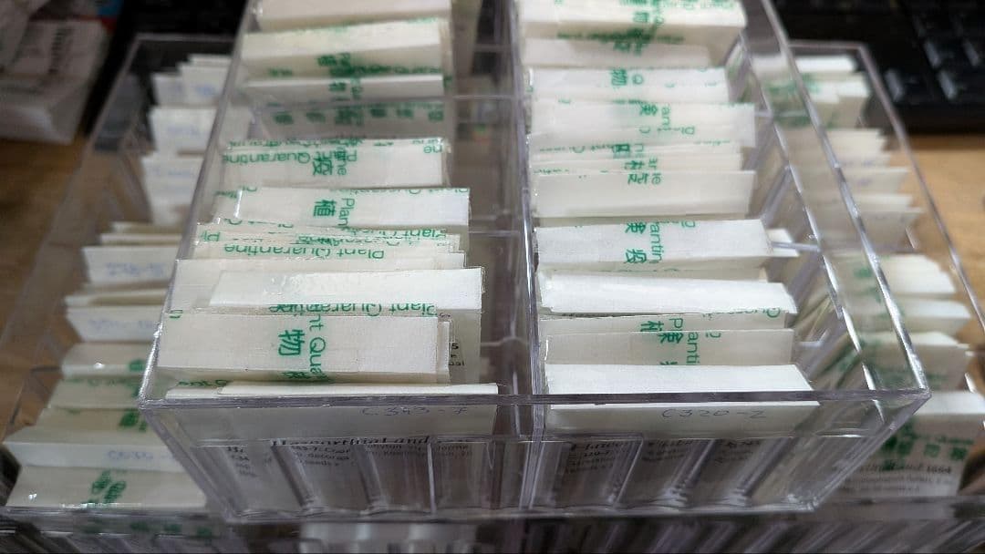 2024輸入）コノフィツム種子フルセット 合計6000粒以上