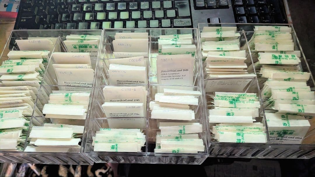 2024輸入）コノフィツム種子フルセット 合計6000粒以上