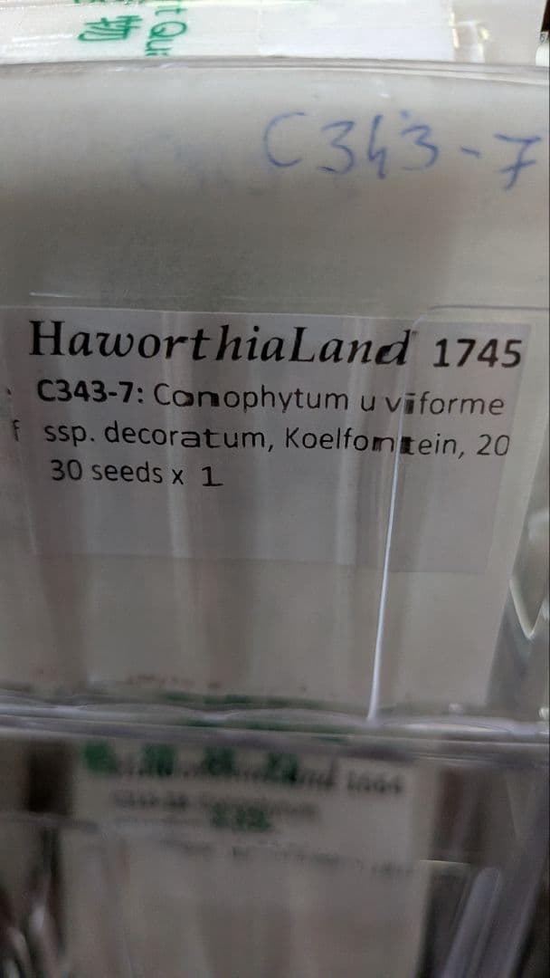 2024輸入）コノフィツム種子フルセット 合計6000粒以上