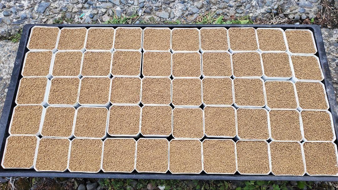 2024輸入）コノフィツム種子フルセット 合計6000粒以上