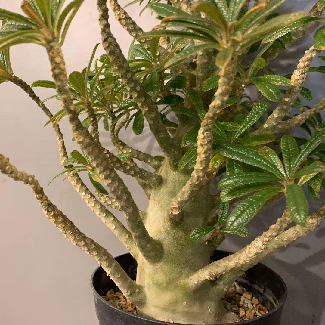 ドルステニア ギガス