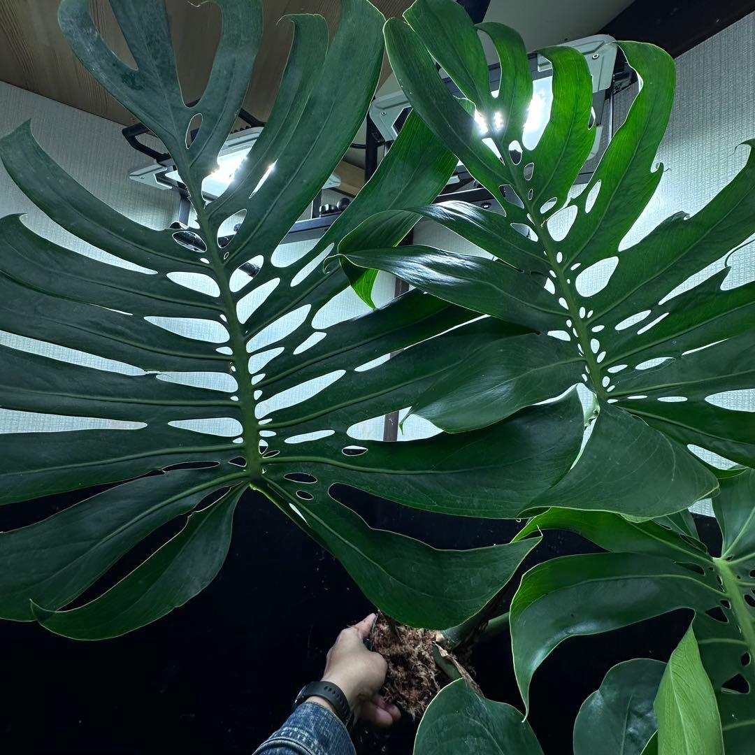 モンステラデリシオーサマクロコズム超希少系統鉢植え86㎝