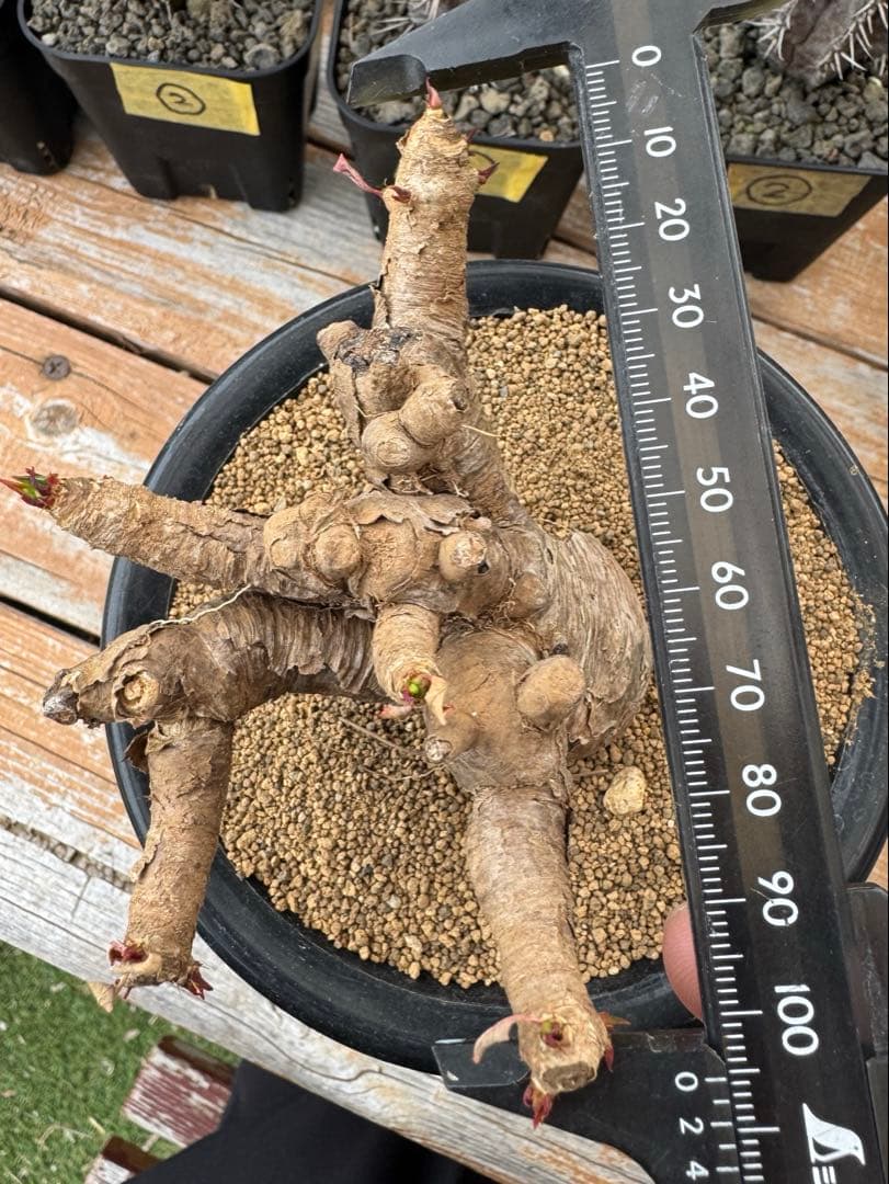 ユーフォルビア　イトレメンシス　①