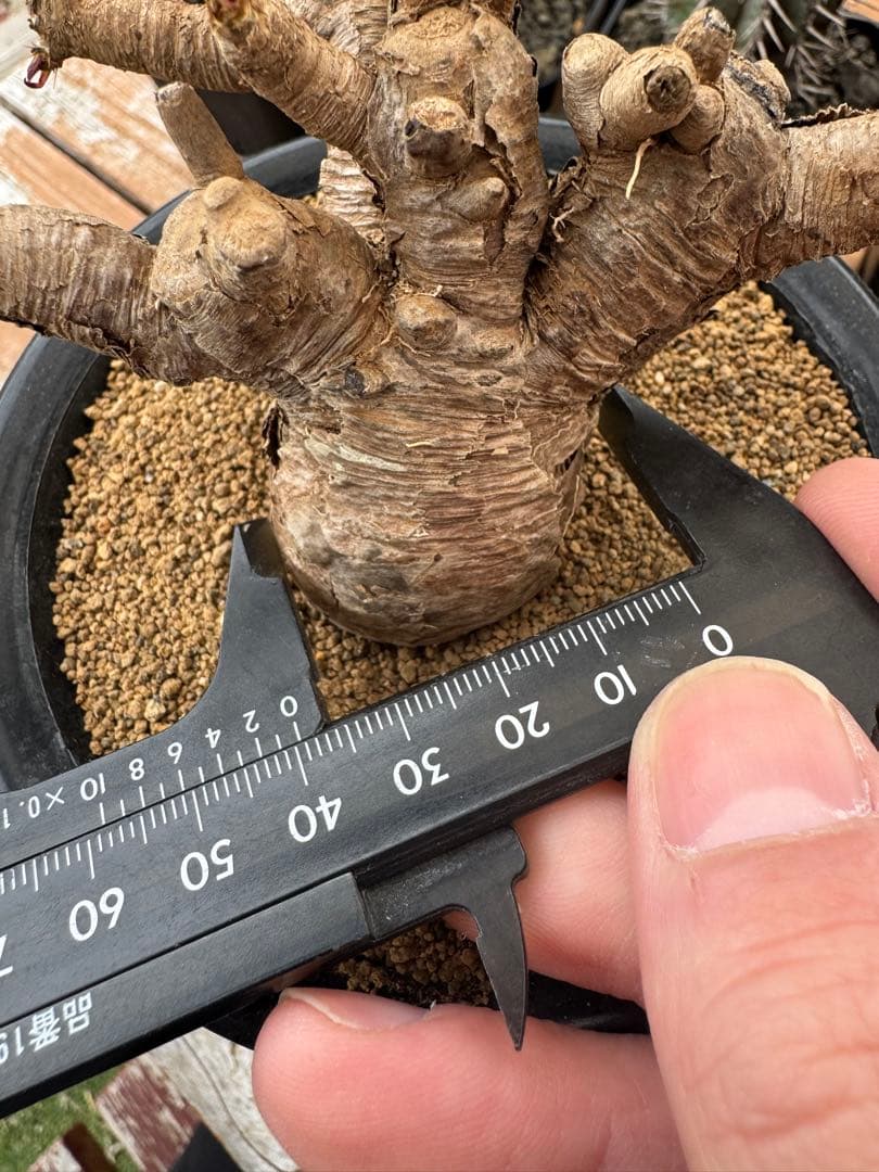 ユーフォルビア　イトレメンシス　①