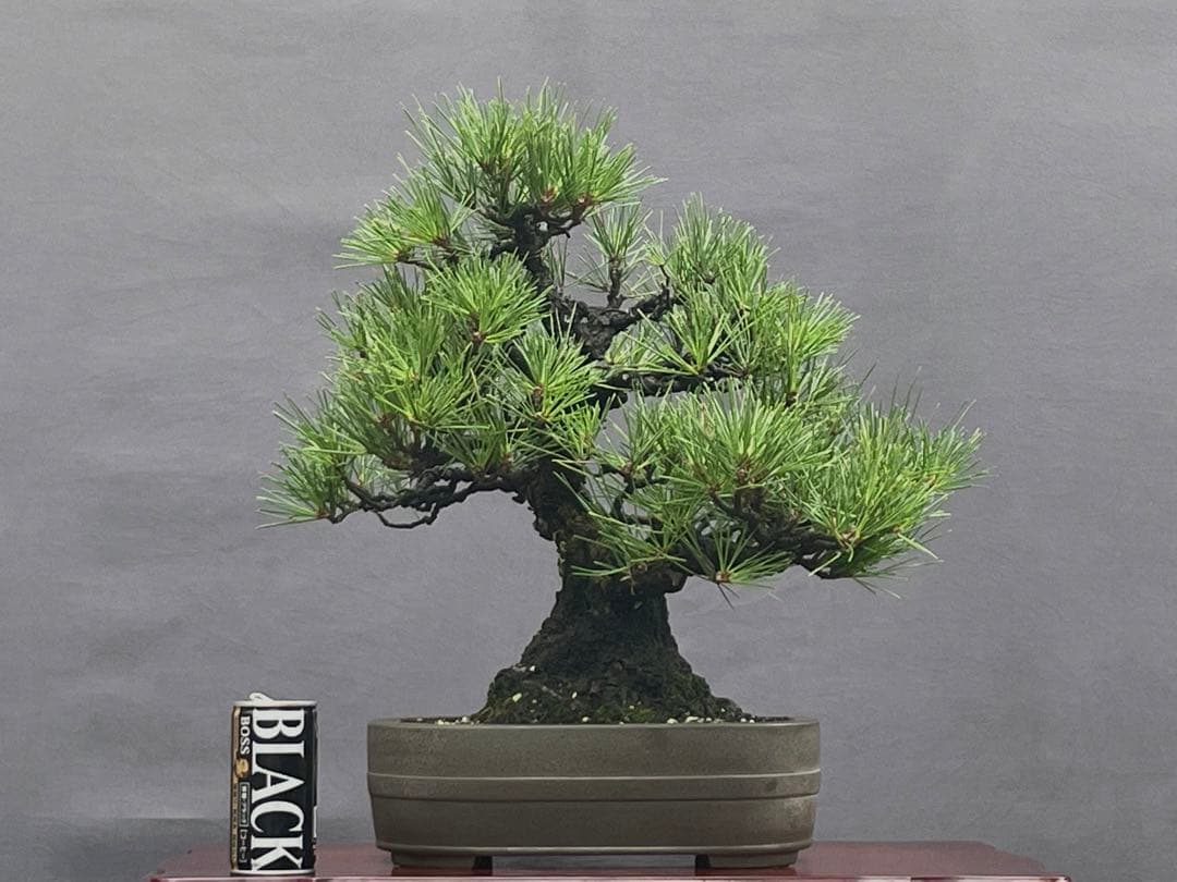 三河盆栽　黒松　盆栽