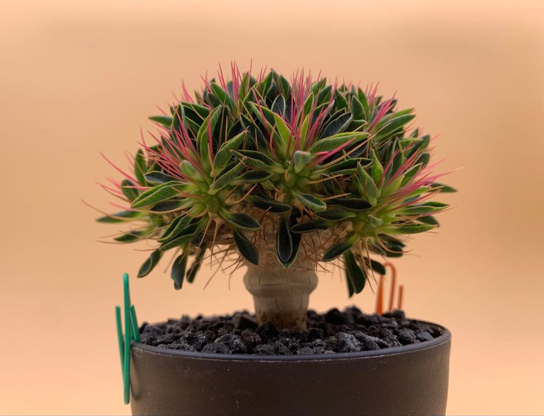 ユーフォルビア ギラウミニアナ 実生株 eg81 【鉢ごとメルカリ便】