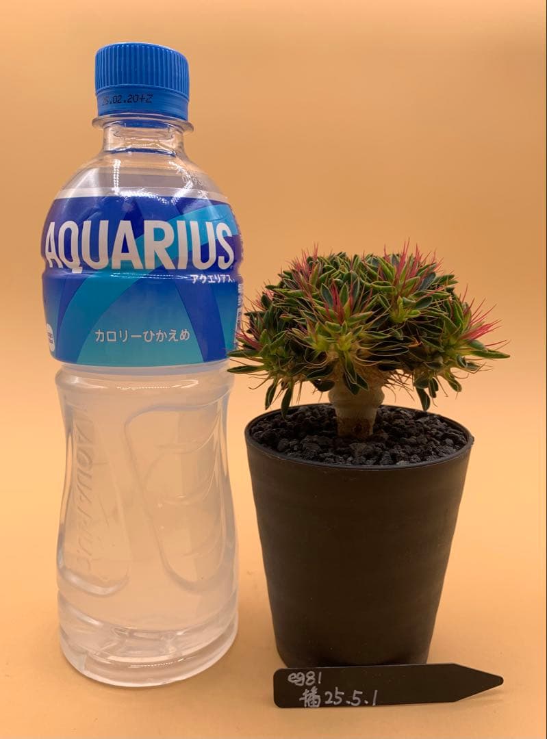 ユーフォルビア ギラウミニアナ 実生株 eg81 【鉢ごとメルカリ便】