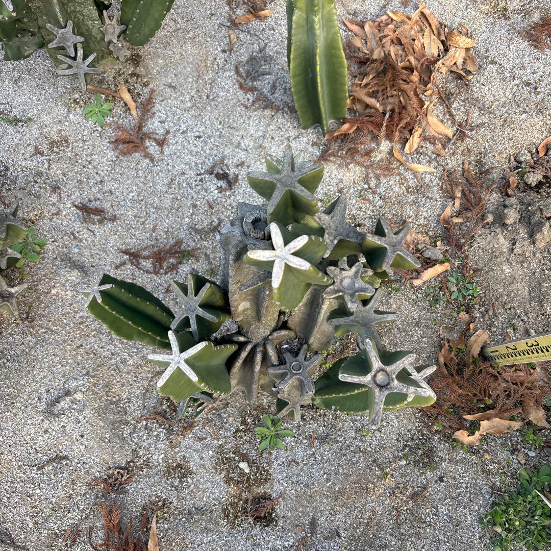古木　越冬済　柱サボテン　鬼面角　発根　ドライガーデン　ココスヤシ　地植えアガベ