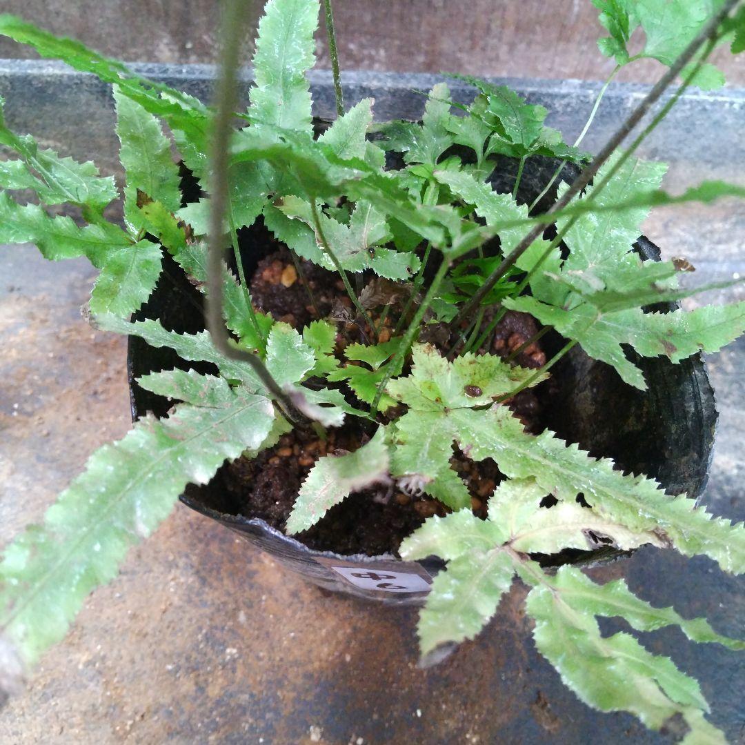 ワケアリ 中⑥ 品種不明シダ