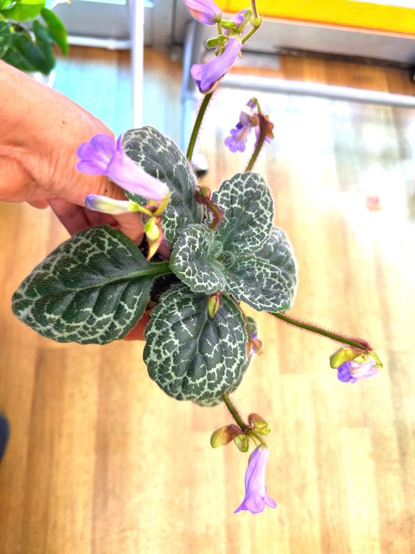 ストレプトカーパス　プリティタートル