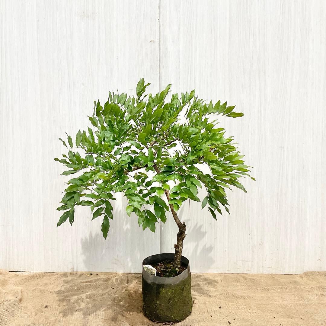 ふくさん専用　花藤　藤　紫花　/ 572