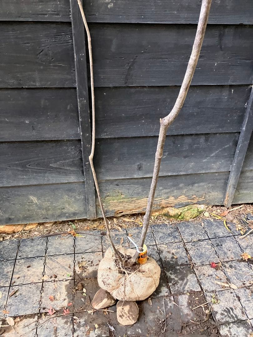 600 山採り　ミヤマガマズミ