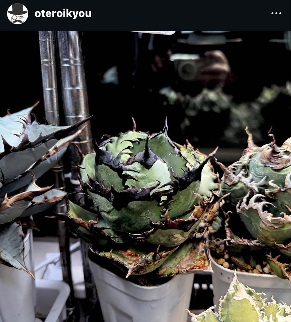 -Original-アガベ オアハカ オテロイ チタノタ 脇芽 発根済