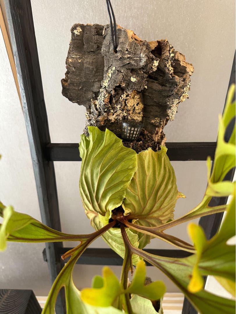 P.ridleyi wild リドレイ ワイルド ビカクシダ 三角コルク板付け