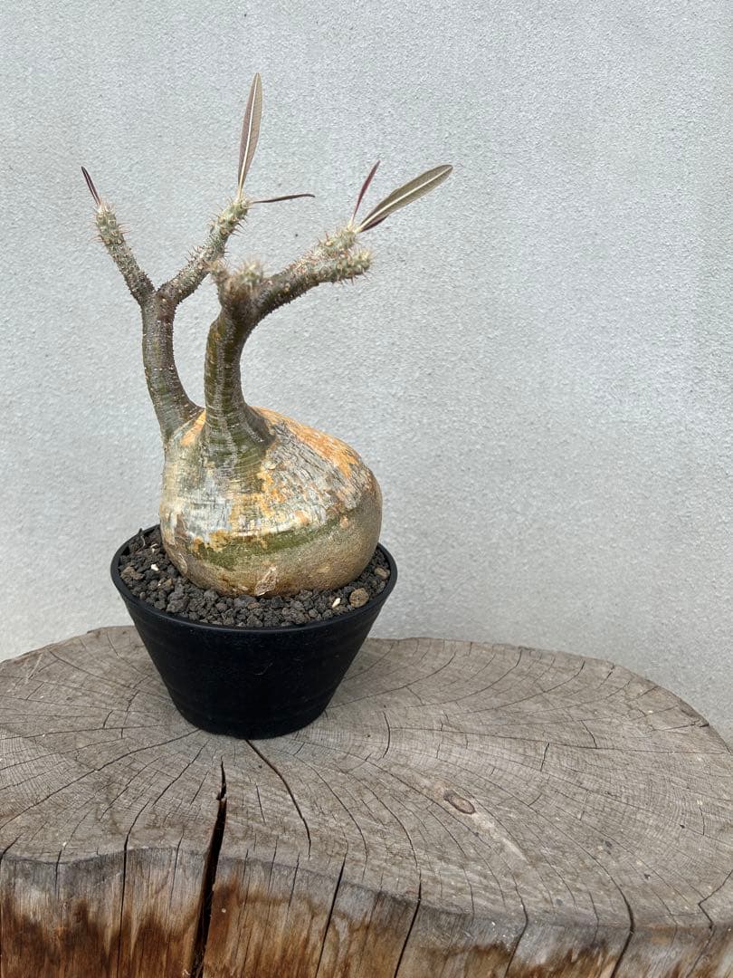 塊根植物 グラキリス　現地球　発根済み