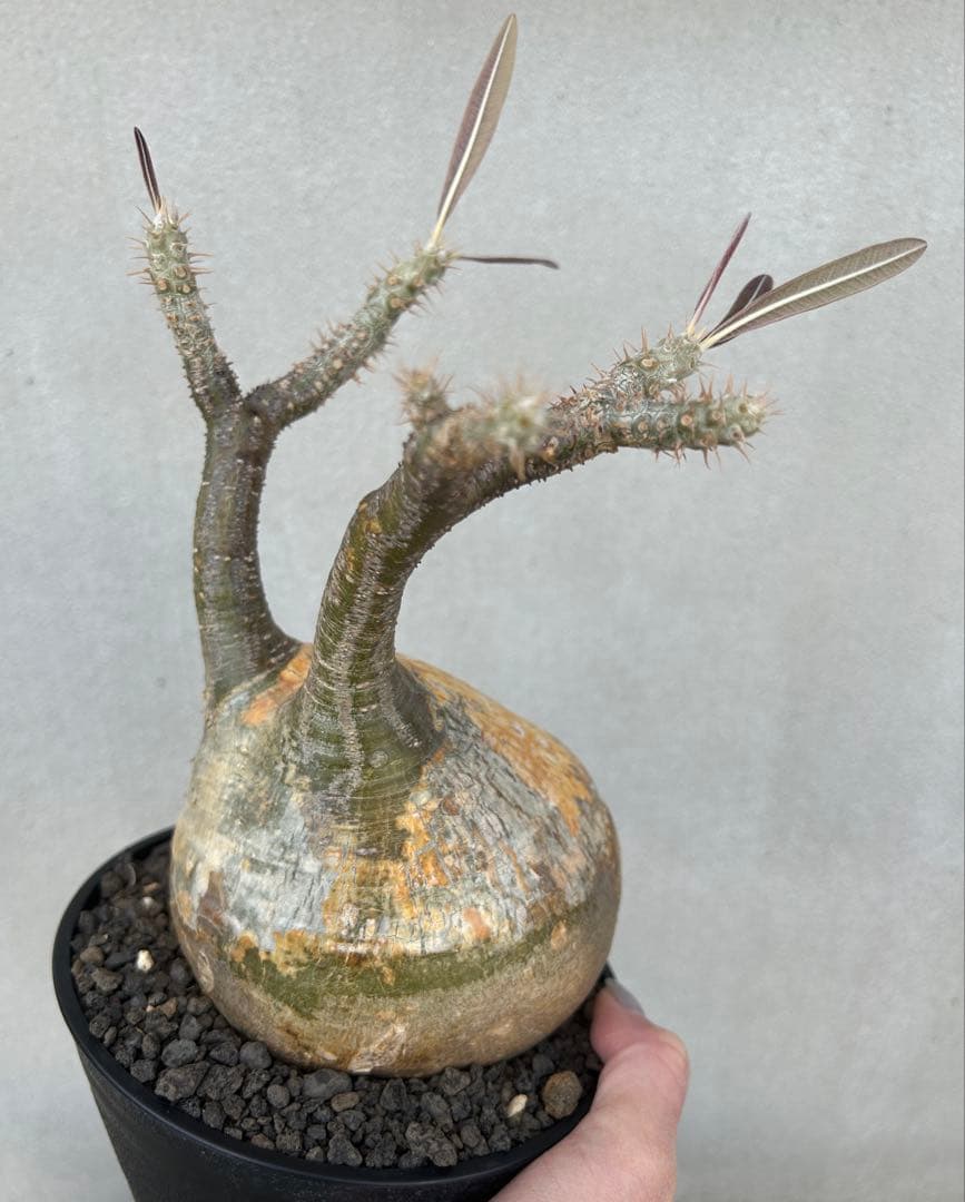 塊根植物 グラキリス　現地球　発根済み