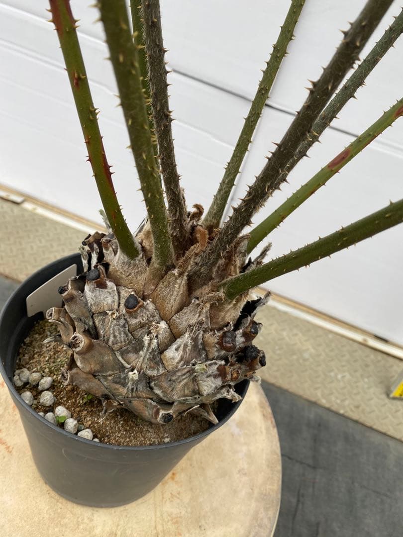 セラトザミア　ロブスタ　大株