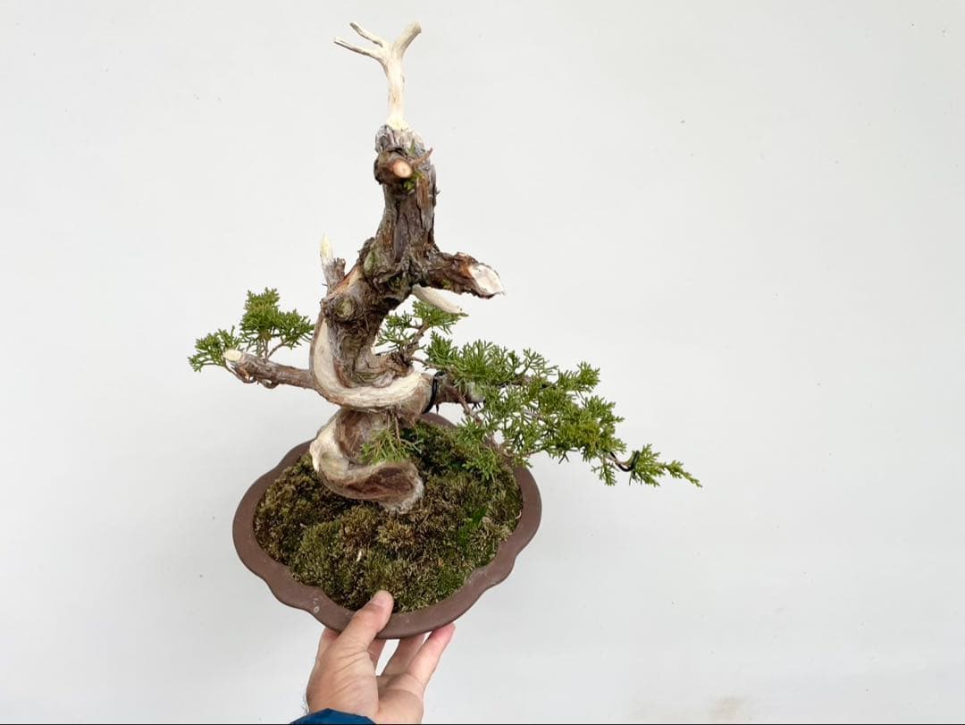 白木盆栽園　真柏　樹高42センチ　盆栽黒松赤松五葉松観葉植物シンパク糸魚川真柏