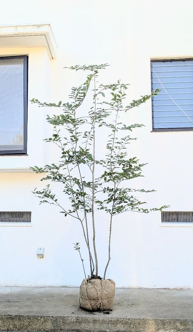 特大。極上。山採りソヨゴ。