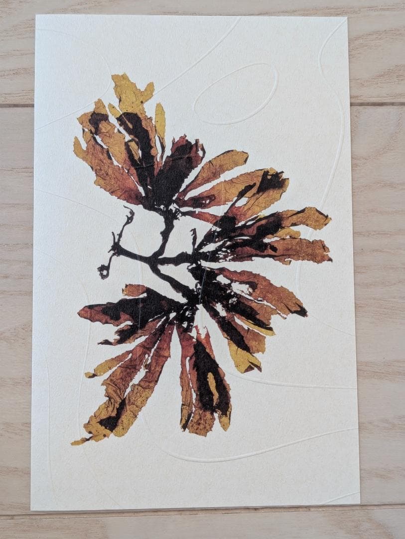 ノーマの発酵ガイド 日本語版 レネ・レゼピ、デイヴィッド・ジルバー