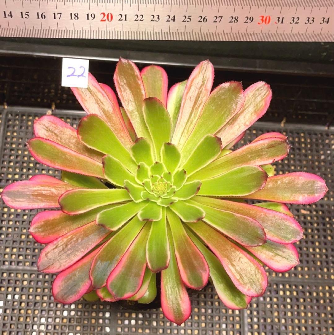 22#多肉植物アエオニウム錦❤️雪姫❤️1大頭3-5子芽18cm 拔き苗