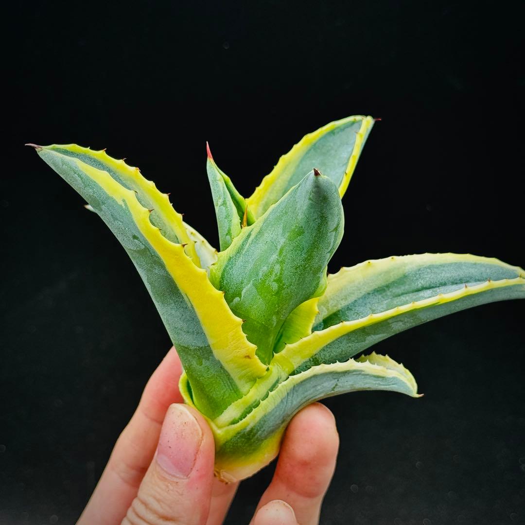 t*0様 棘界/アガベ/リップルエフェクト/天芽美株/コレクション株