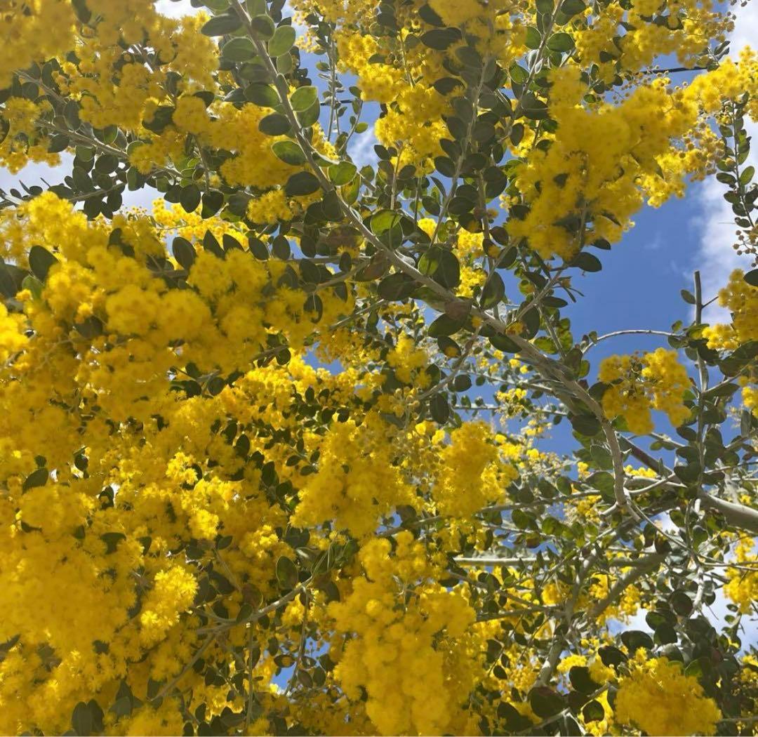 ミモザパールアカシア　80サイズ