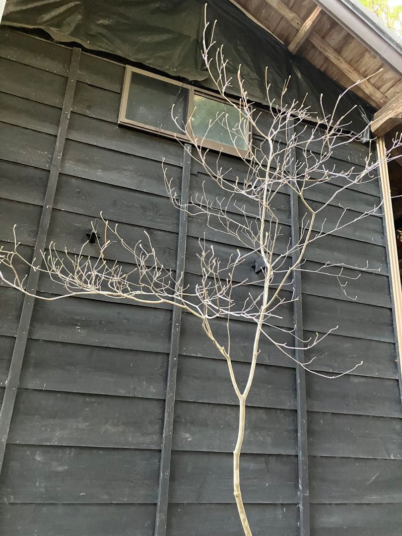 92 山採り　ミツバツツジ