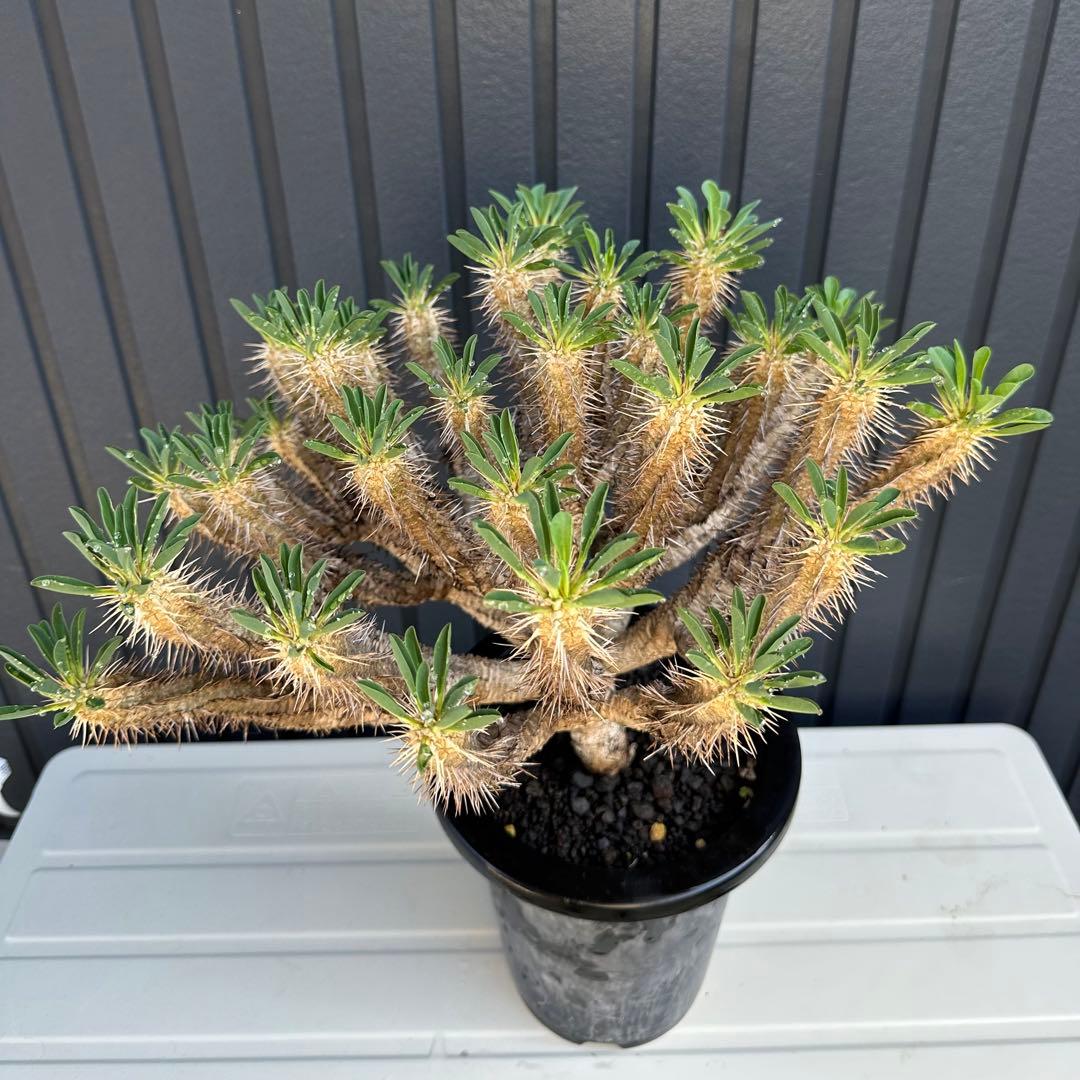 特選標本級 ユーフォルビア ギラウミニアナ 超美形 超特大 現地株 発根活着済