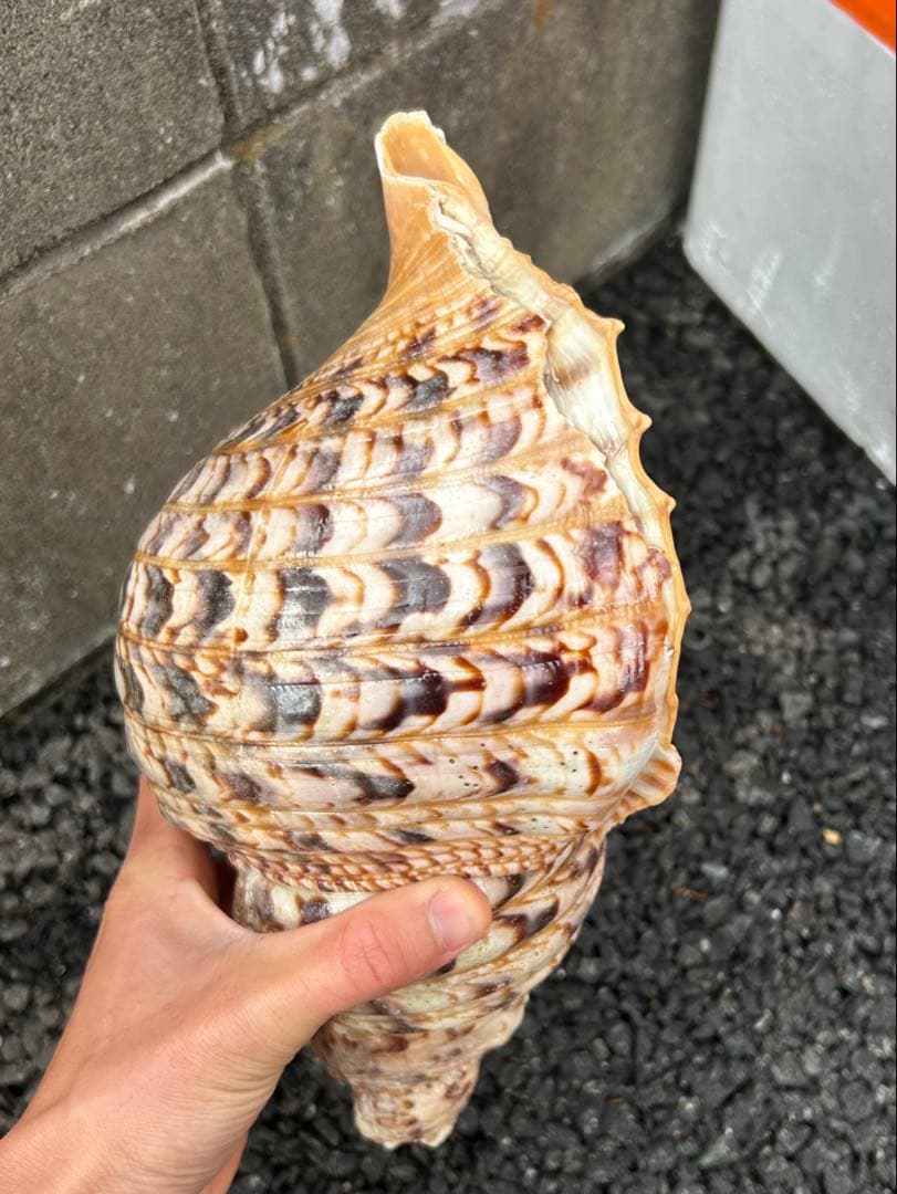 法螺貝　直線31cm 903g