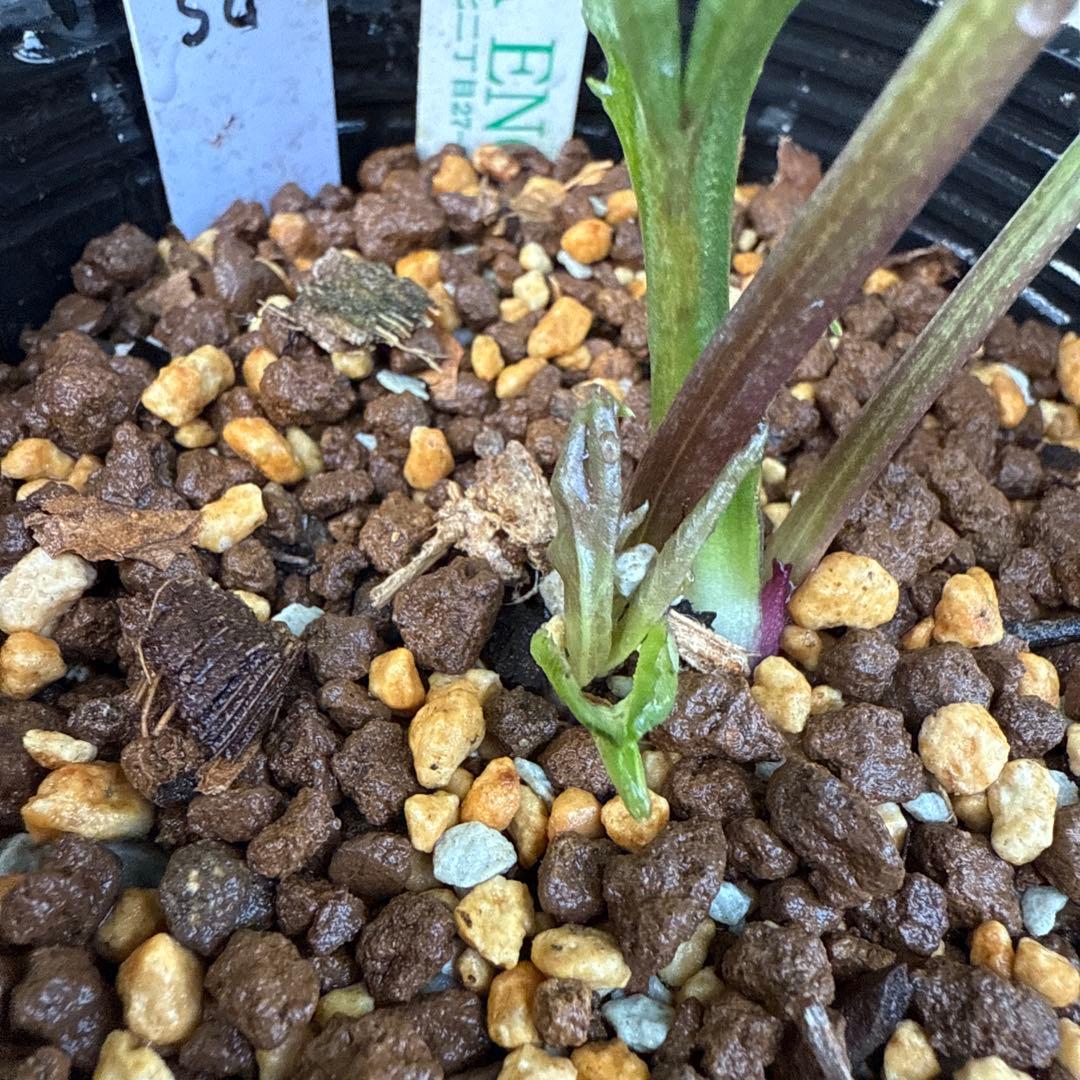 クリスマスローズ　吉田園芸ピエラセミダブル　未株分け 最終値下げ