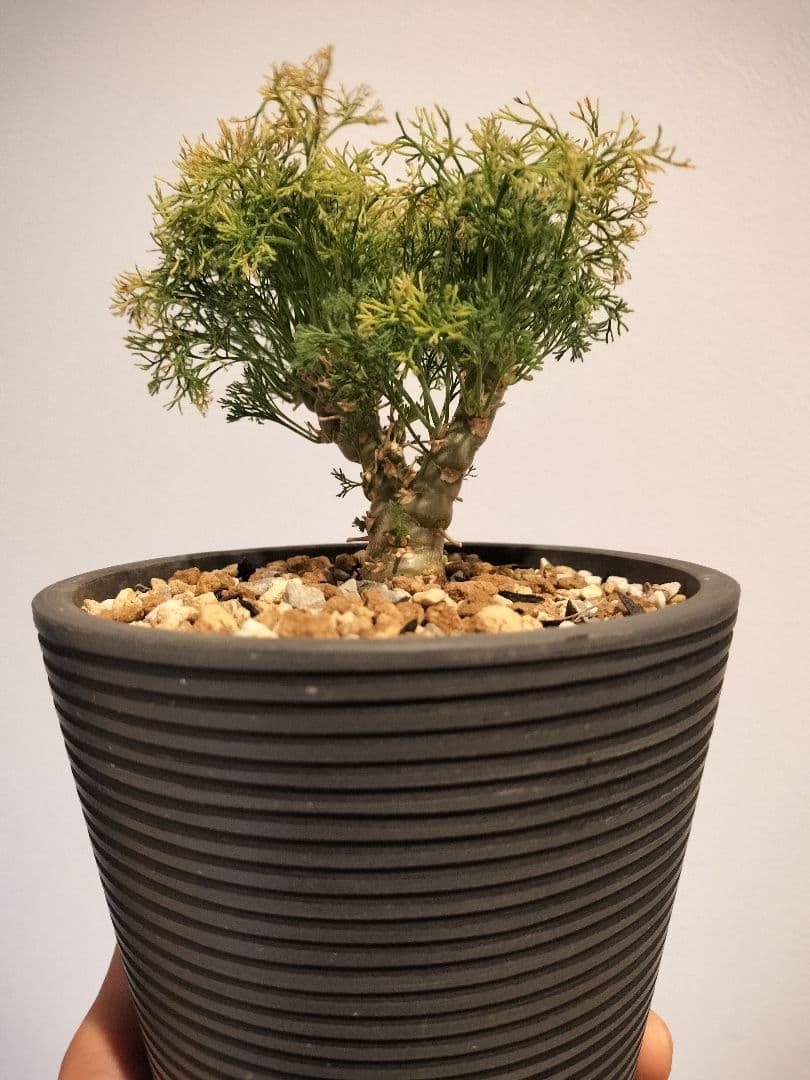 モンソニア ペニクリナム　（サルコカウロン）鉢ごと発送