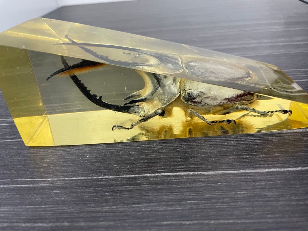 ネプチューンオオカブト　樹脂標本