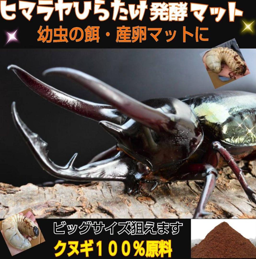 たっぷり100リットル！お買い得！カブトムシ幼虫の餌☆丸々太ります！産卵にも抜群