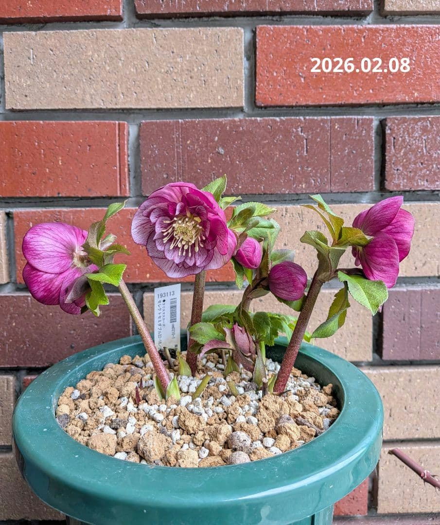 クリスマスローズ開花株・丸弁セミダブル咲き