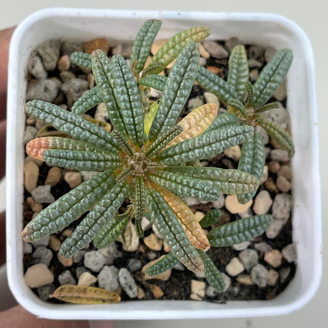 E31実生 まん丸 ドルステニア ギガス ブラータ