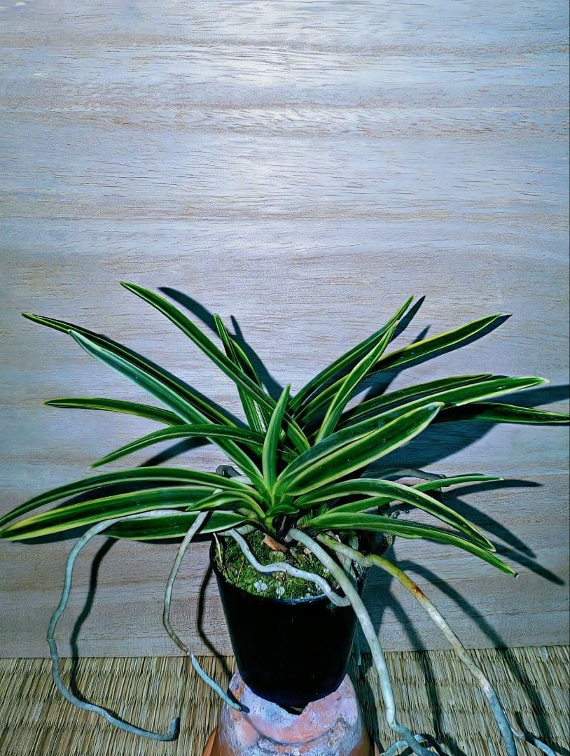 [年末大感謝祭東京土産編激安!!]富貴蘭　匂威(株立ち)