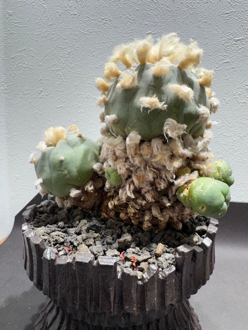 ロフォフォラ 鳥羽玉 古株 陶器鉢付き サボテン