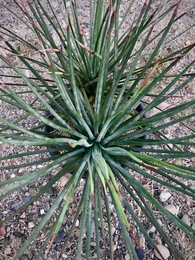 アガベ ストリクタ / 吹上　　幹立ち大株 マルチヘッド