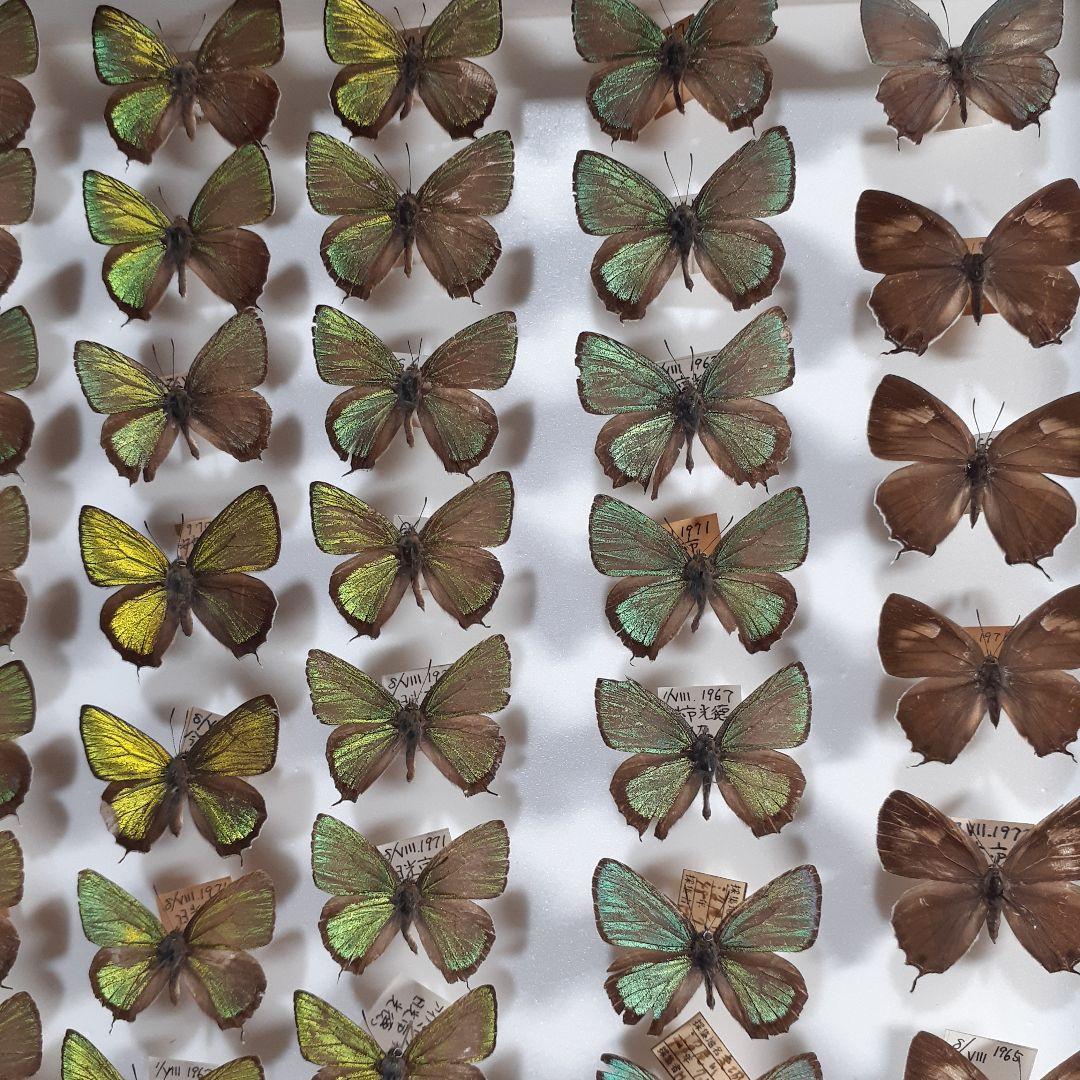 蝶標本　ゼフィルス及びセセリチョウ科22種。大型ドイツ標本箱二箱入りセット