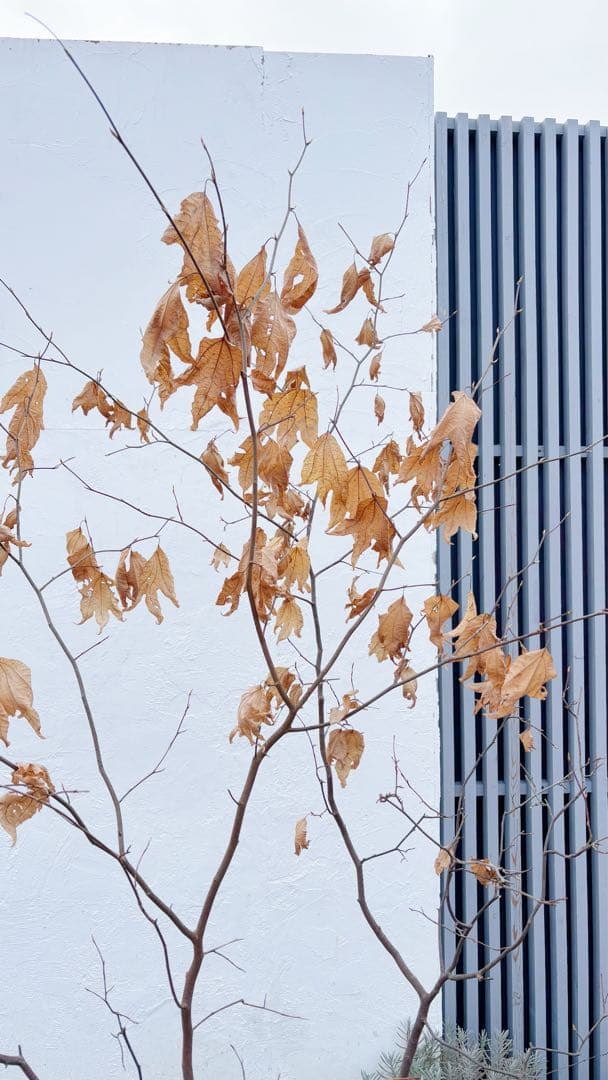 逸品。山採りシロモジ2.3M(鉢底から)