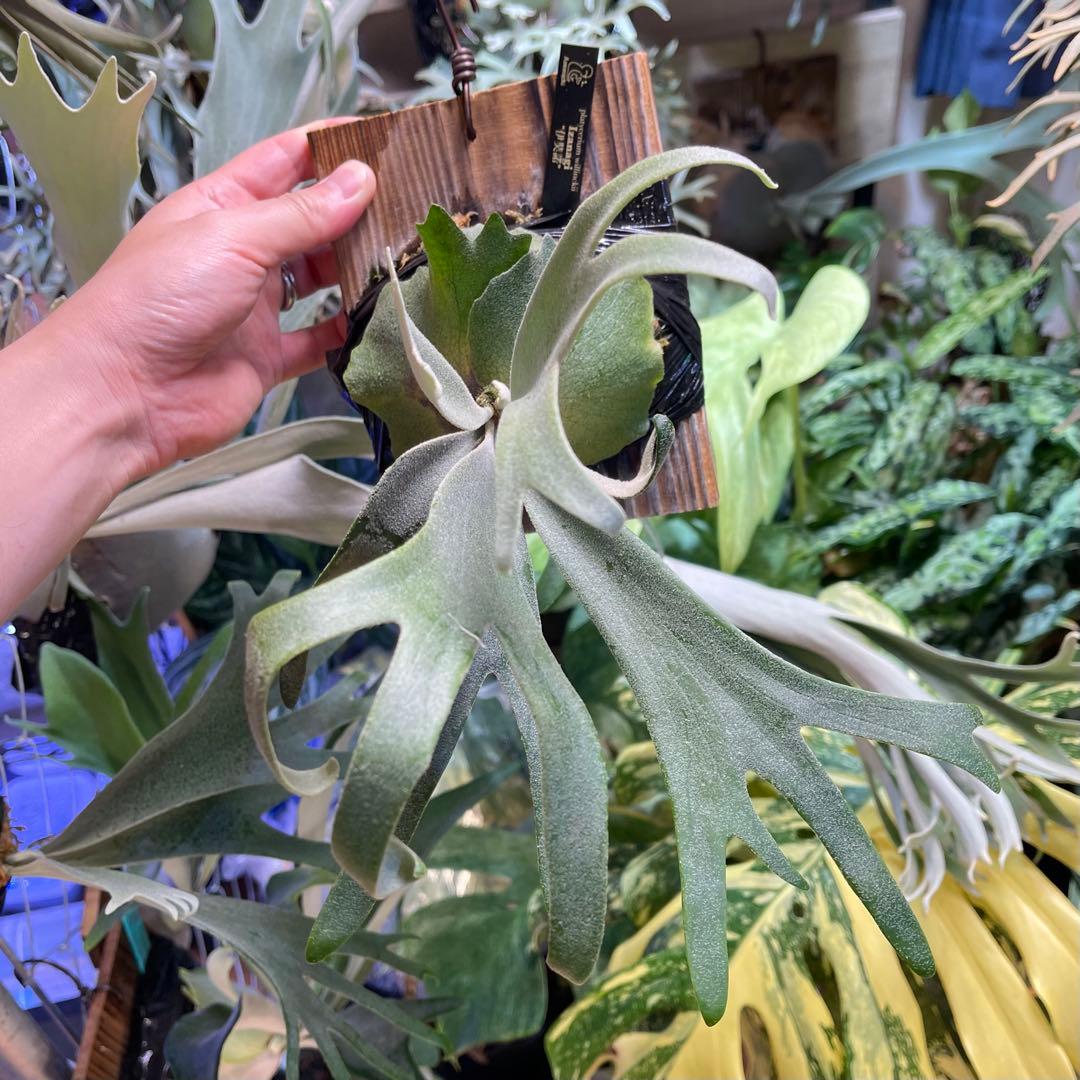 willinckii IZANAGI 伊奘諾 伊弉諾 ビカクシダ Izangi