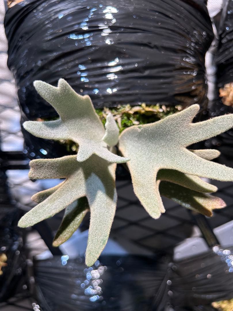 P.willinckii Angel #1 pup 脇目