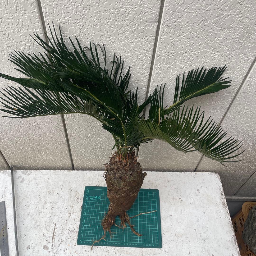 蘇鉄ソテツ根付き　大株