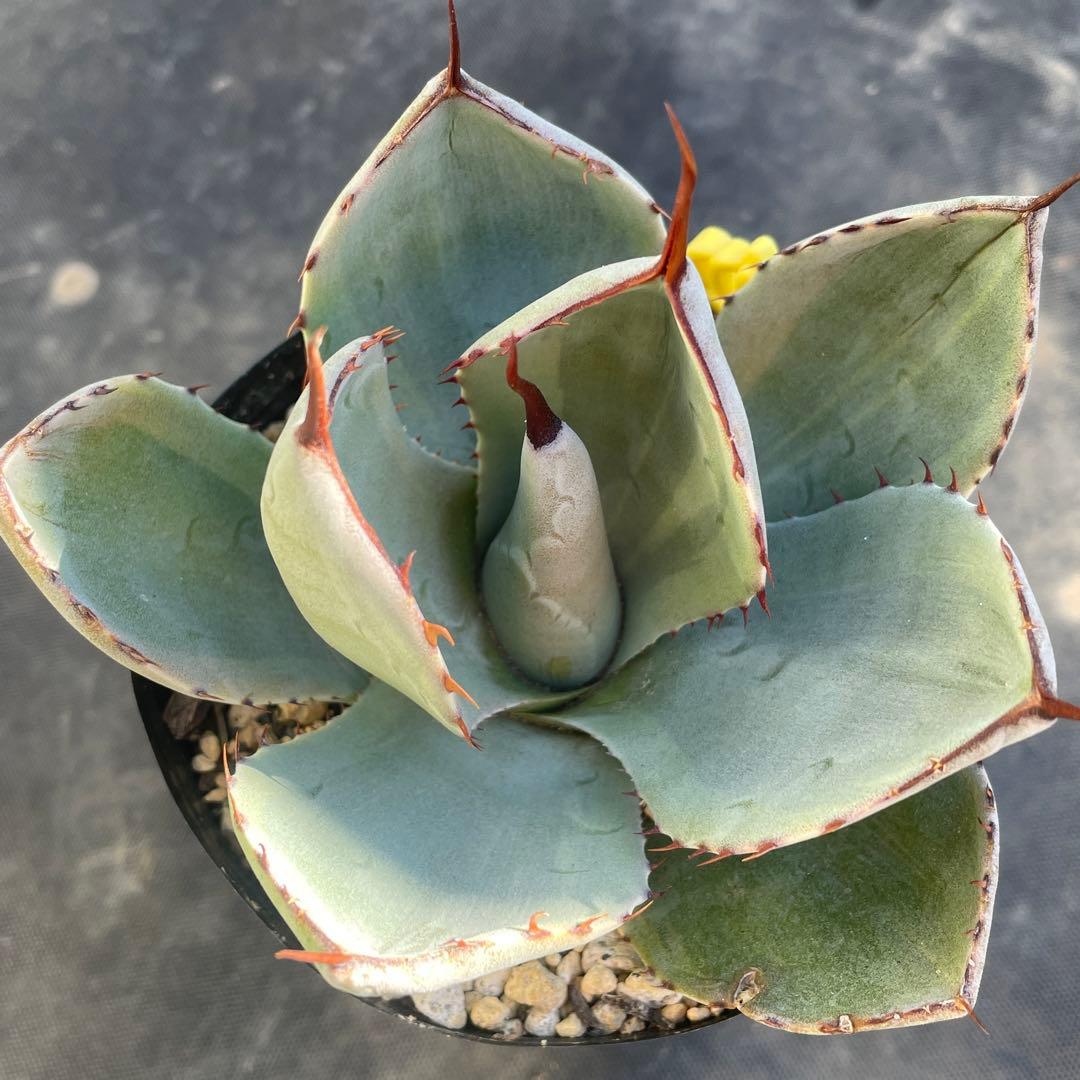 速達 アガベ トランカータ錦 トリカラー 斑入り 墨斑 淡斑