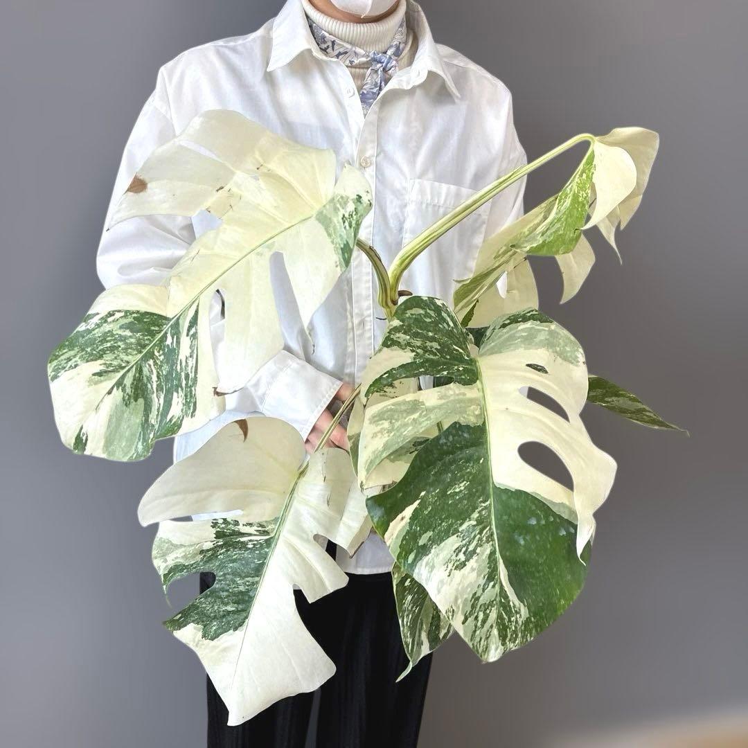 超希少❗️美株❗️モンステラ　ボルシギアナ　アルボ　ホワイトタイガー✨