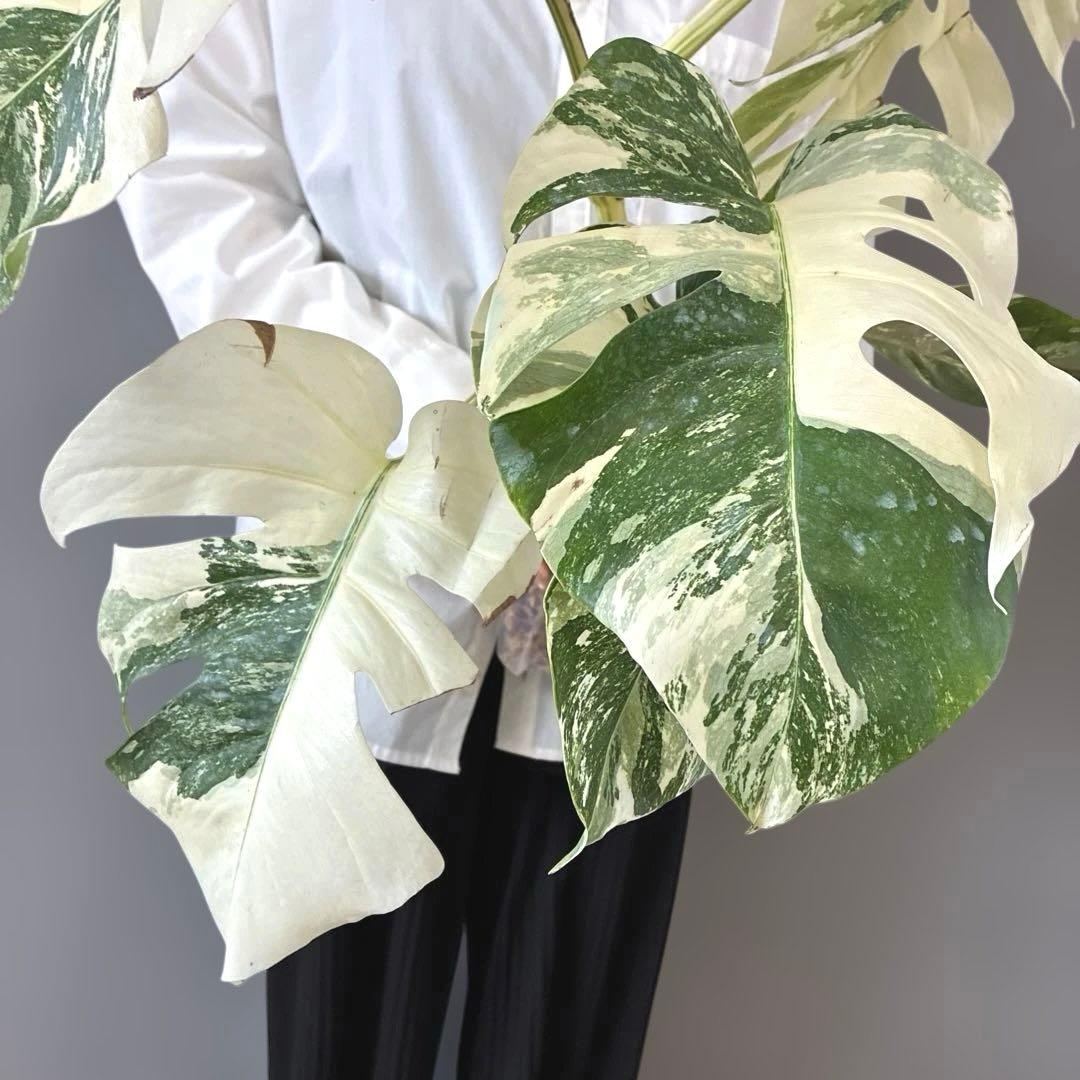 超希少❗️美株❗️モンステラ　ボルシギアナ　アルボ　ホワイトタイガー✨