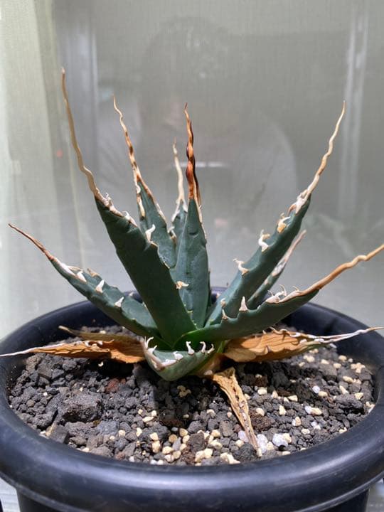 コレクション株　アガベ　エボリスピナ　陽炎