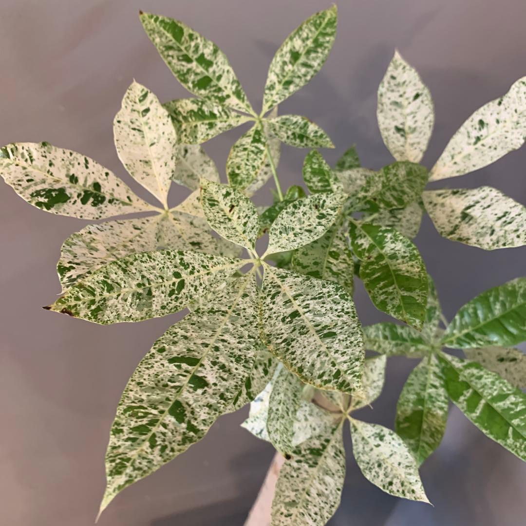 パキラ ミルキーウェイ 18